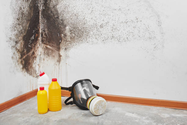 Best Mold Remediation Experts  in Lafayette, CA