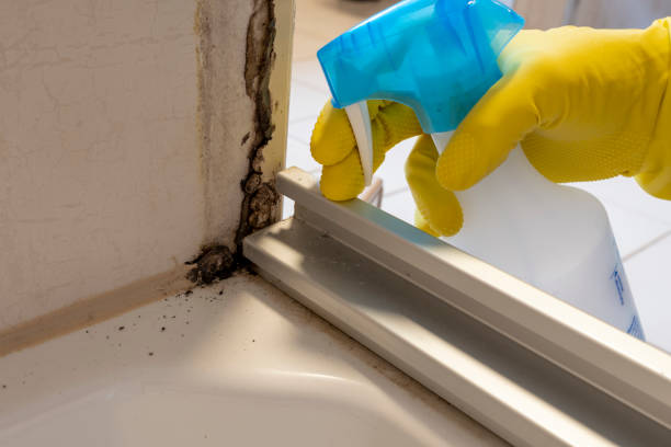 Attic Mold Removal in Lafayette, CA