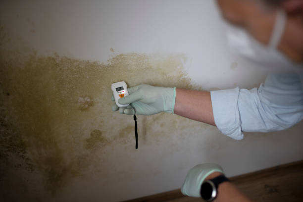 Best Mold Remediation  in Lafayette, CA