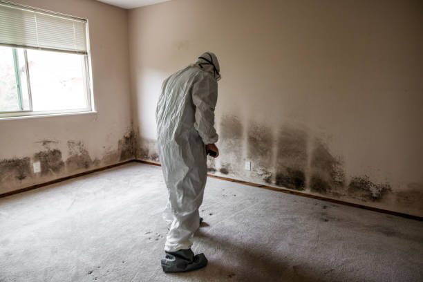 Home Mold Removal in Lafayette, CA