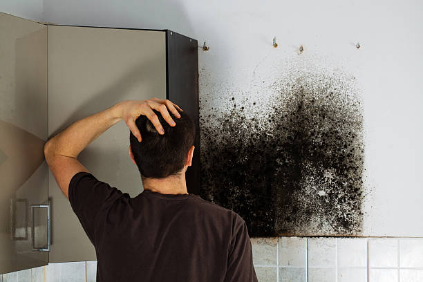Best Mold Removal Near Me  in Lafayette, CA