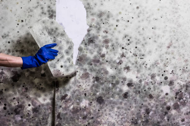 Best Attic Mold Removal  in Lafayette, CA